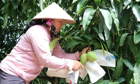 Đồng Tháp nâng cao chất lượng trái xoài xuất khẩu