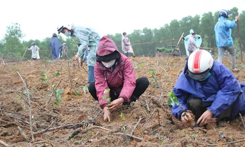 Quảng Trị: Trồng rừng chống sạt lở gắn với tạo sinh kế cho người dân