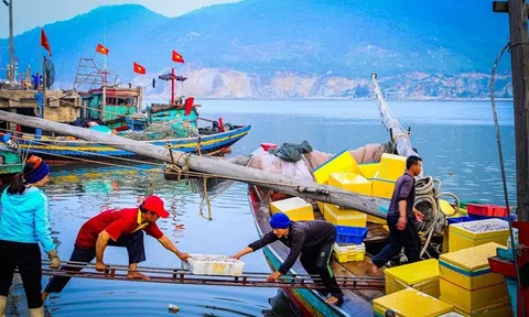 Hà Tĩnh: Ngư dân phấn khởi đón lộc từ biển cả