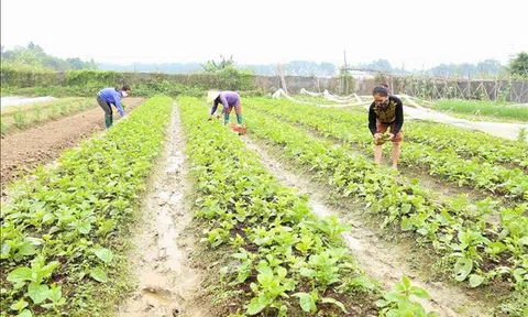Hà Nội: Giá rau xanh tăng gấp ba lần do thời tiết rét đậm