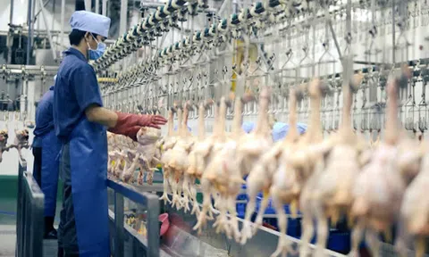 Đưa sản phẩm chăn nuôi xuất khẩu