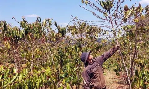 Nguy cơ thiếu nước cho 500 ha cây trồng ở Lâm Đồng