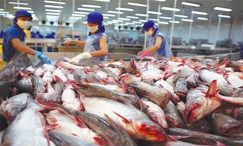 Ngành hàng cá tra hướng tới xuất khẩu trên 1,6 tỷ USD