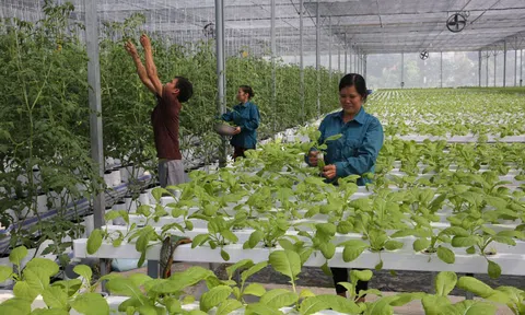 Đưa ứng dụng công nghệ cao vào sản xuất rau an toàn