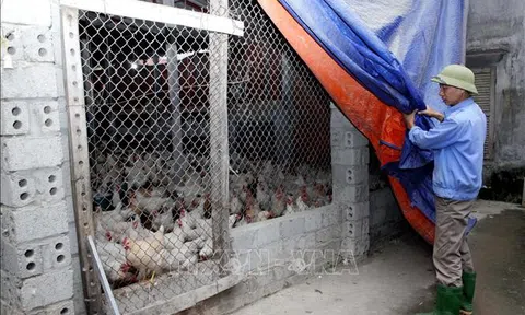 Vĩnh Phúc: Hỗ trợ các địa phương phòng chống rét cho đàn vật nuôi