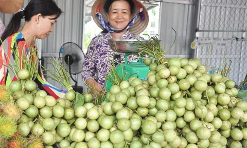 Dấu ấn phát triển đột phá sản phẩm OCOP