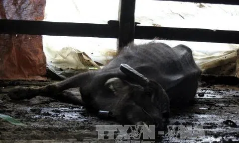 Yên Bái có gần 100 gia súc chết do rét đậm, rét hại