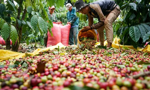 Đắk Lắk: Hỗ trợ phát triển và nhân rộng các mô hình kinh tế tập thể