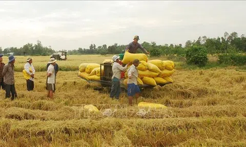 Thị trường nông sản tuần qua: Giá lúa tăng nhẹ