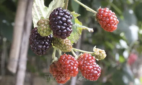 Ninh Thuận: Triển vọng phát triển kinh tế từ cây phúc bồn tử đen