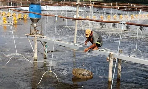 Sóc Trăng: Hướng tới phát triển mô hình ứng dụng nuôi tôm công nghệ cao