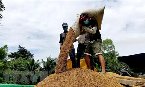 Giá lúa Đông Xuân giảm, nông dân kém vui