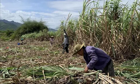 Khánh Hòa: Tín hiệu vui cho người trồng mía ở Khánh Hòa