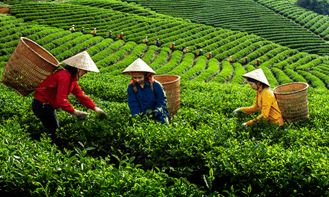 Phú Thọ: Cơ cấu sản xuất nông nghiệp theo hướng nâng cao giá trị gia tăng