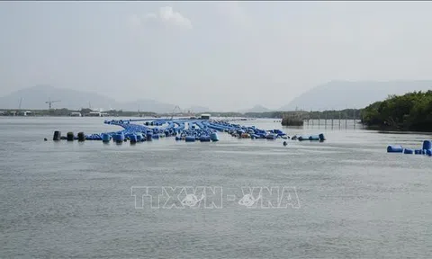 Bà Rịa-Vũng Tàu di dời, giải tỏa nhiều lồng bè ngoài vùng quy hoạch