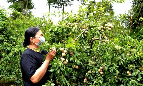 Lào Cai hướng tới sản xuất nông nghiệp không hóa chất