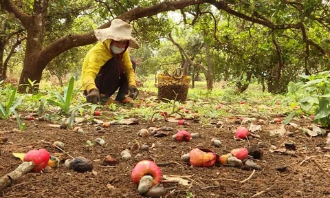 Thủ phủ điều Bình Phước ảnh hưởng nặng bởi mưa trái mùa