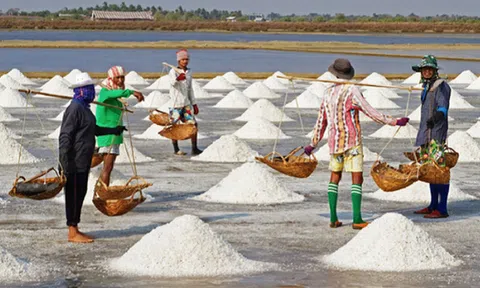 Diêm dân Bạc Liêu đối mặt với vụ sản xuất muối thất bát