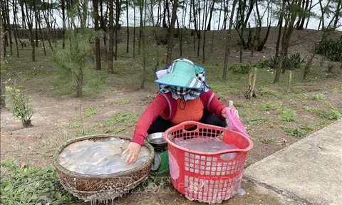 Ngư dân Quảng Trị được mùa sứa