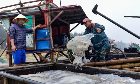 Thanh Hoá: Khai thác sứa biển mang lại thu nhập khá cho ngư dân