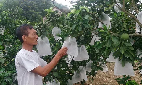 Trà Vinh: Xây dựng vùng trồng cây ăn trái đặc sản tập trung