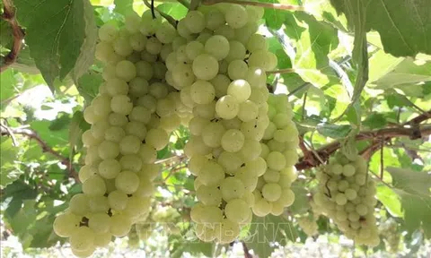Ninh Thuận: Thử nghiệm thành công hai giống nho không hạt chất lượng cao