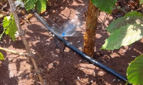 Bà Rịa-Vũng Tàu: Công nghệ tưới tiết kiệm giúp tăng năng suất cây trồng từ 6 - 15%