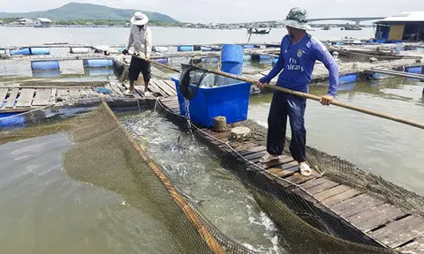 Bà Rịa-Vũng Tàu: Khẩn trương di dời lồng bè thủy sản ngoài vùng quy hoạch