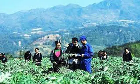 Đưa cây dược liệu đến các xã vùng cao Đà Bắc (Hòa Bình)