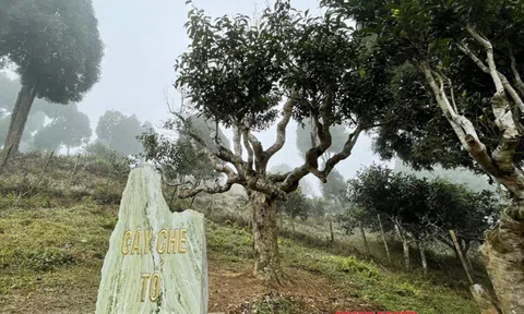 Chè cổ Shan Tuyết trên đỉnh Suối Giàng Yên Bái