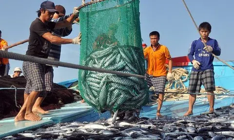 Khắc phục "thẻ vàng" IUU: Siết chặt kiểm tra, xử lý các hành vi khai thác hải sản bất hợp pháp