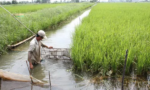 Kiên Giang: Nhiều dự án, công trình ứng phó với biến đổi khí hậu