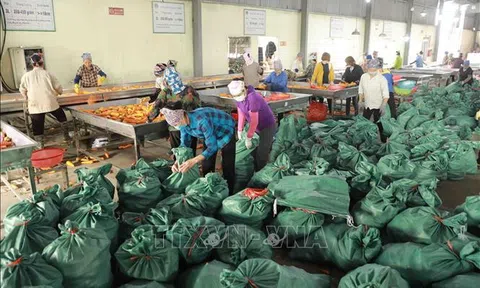 Cơ hội để nông sản Việt khẳng định vị thế trên thị trường toàn cầu