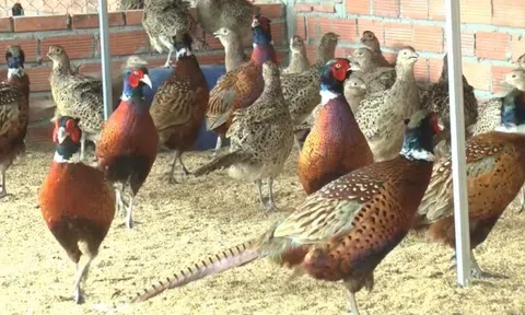 Bà Rịa-Vũng Tàu: Nuôi con đặc sản giúp nhiều nông dân thoát nghèo