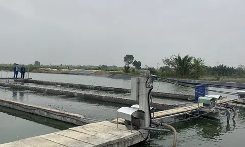 Mô hình "nuôi cá sông trong ao" lần đầu xuất hiện tại Gia Hòa