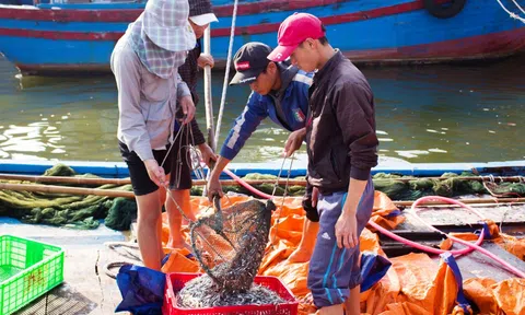 Quảng Trị: Được mùa biển nhưng ngư dân vẫn kém vui