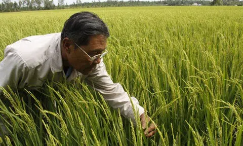 Trà Vinh đưa vào canh tác nhiều giống lúa chống chịu hạn, mặn