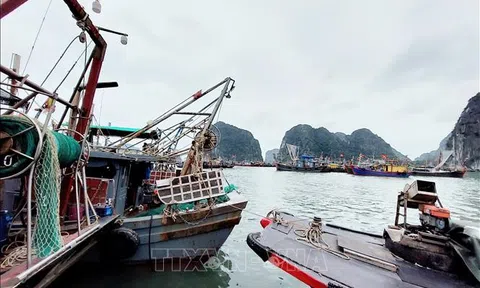 Ngư dân Quảng Ninh lao đao khi giá nhiên liệu “phi mã”