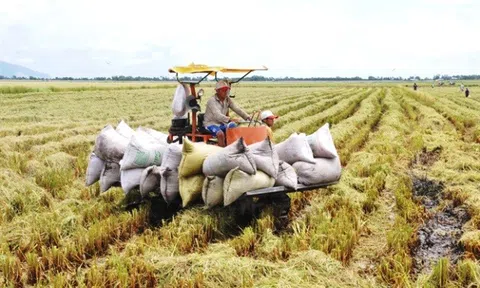 Lúa vụ Đông Xuân sớm mất mùa, mất giá