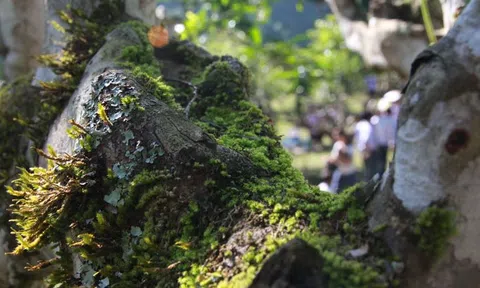 Phú Thọ: Bảo tồn giống chè Shan tuyết cổ thụ ở Vườn quốc gia Xuân Sơn