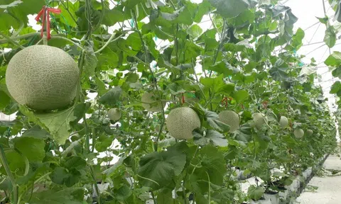 Thanh Hóa: Làm giàu nhờ ứng dụng công nghệ cao vào trồng dưa an toàn