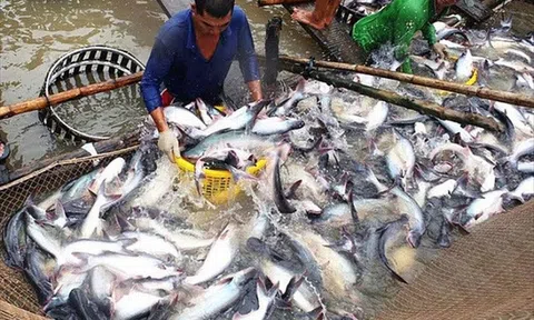 Kéo dài chu kỳ tăng trưởng ngành cá tra - Bài 3: Phát triển ổn định, bền vững