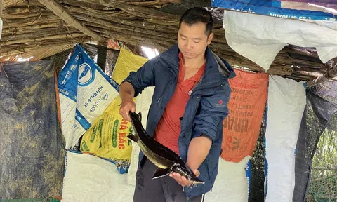 Thanh Hóa: Thu nhập tiền tỷ từ mô hình nuôi cá tầm