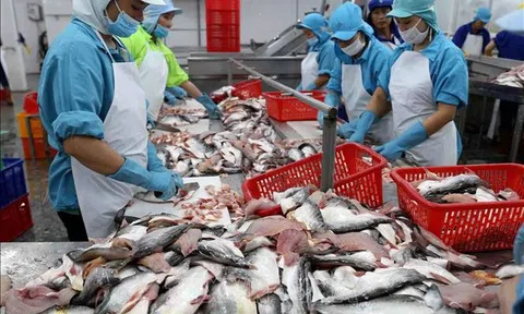 Kéo dài chu kỳ tăng trưởng ngành cá tra - Bài 1: Vực dậy sau “ngủ đông”