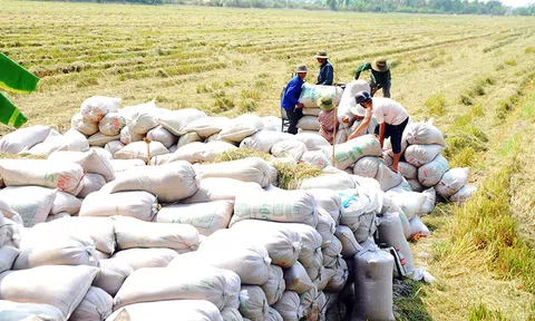 Thu hoạch rộ lúa Đông Xuân, năng suất hơn 7 tấn/ha