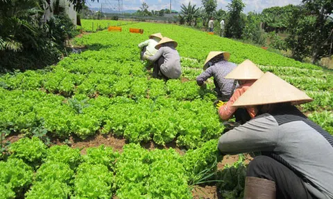 Bạc Liêu: Giá tăng, nông dân mở rộng diện tích rau màu nghịch vụ