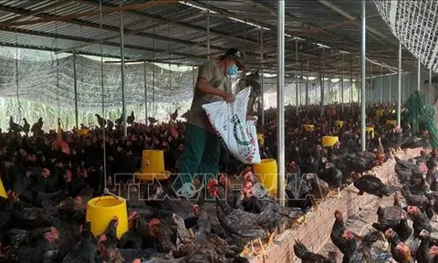 Người chăn nuôi lại thua lỗ vì giá thức ăn tăng cao