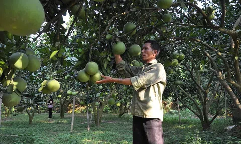 Nông dân tăng thu nhập nhờ trồng cây bưởi Luận Văn