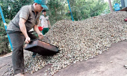 Buôn lậu, trốn thuế xuất nhập khẩu hạt điều ảnh hưởng đến các doanh nghiệp chân chính