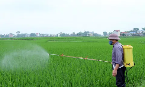 Cảnh báo: Sâu bệnh gây hại trên lúa Đông - Xuân